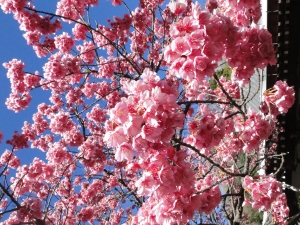 土肥桜祭り