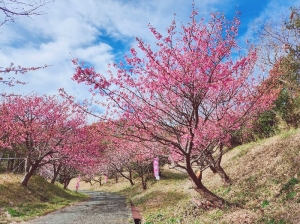 恋人岬の土肥桜