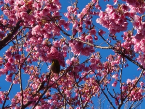 土肥桜の訪問者