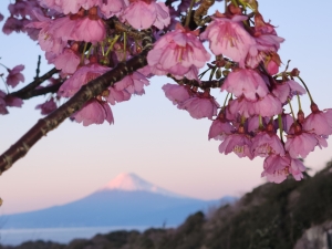 土肥桜と富士山