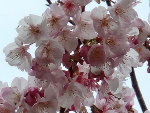 土肥桜の白は少し咲いています