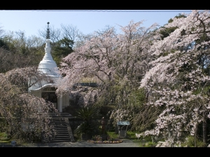 妙蔵寺